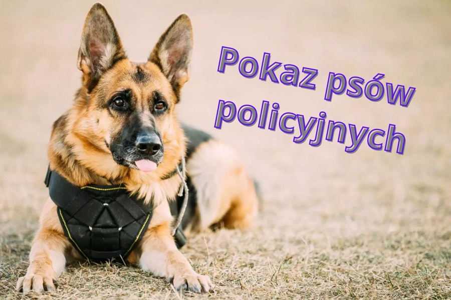 Pokaz psów policyjnych